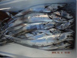 からこと丸 釣果