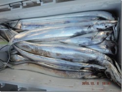 からこと丸 釣果