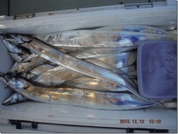 からこと丸 釣果