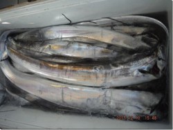 からこと丸 釣果