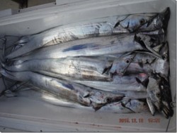 からこと丸 釣果