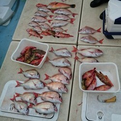 リトルワン 釣果