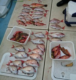 リトルワン 釣果