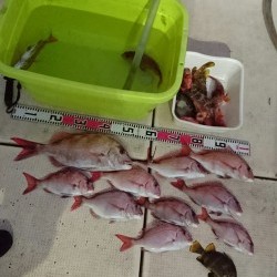 リトルワン 釣果