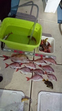 リトルワン 釣果