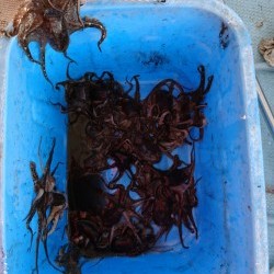 リトルワン 釣果