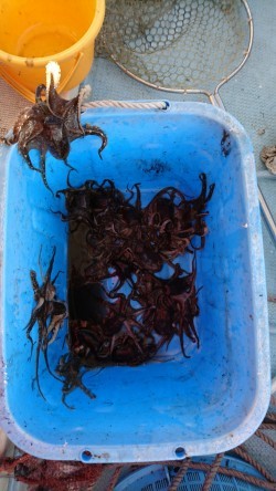 リトルワン 釣果