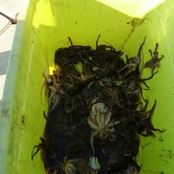 リトルワン 釣果