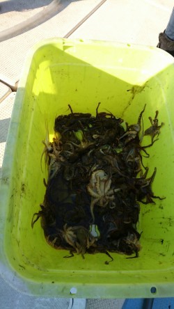 リトルワン 釣果