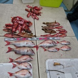 リトルワン 釣果