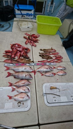 リトルワン 釣果