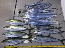 Hit Rush(ヒット ラッシュ） 釣果