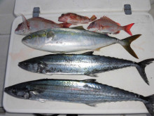 ＪＤＩ　Ｒａｃｉｎｇ　シールズマリンレジャ…