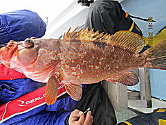 遊漁船 未紗奈 釣果