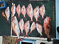 遊漁船 未紗奈 釣果