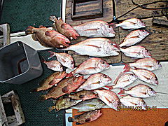 遊漁船 未紗奈 釣果