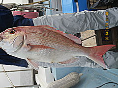 遊漁船 未紗奈 釣果