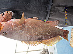 遊漁船 未紗奈 釣果