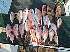 遊漁船 未紗奈 釣果