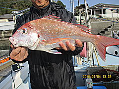 遊漁船 未紗奈 釣果