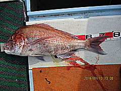 遊漁船 未紗奈 釣果