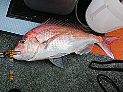 遊漁船 未紗奈 釣果