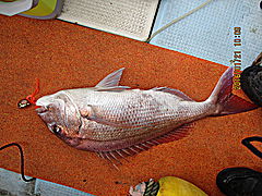 遊漁船 未紗奈 釣果