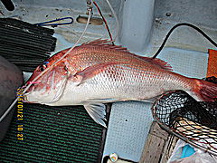 遊漁船 未紗奈 釣果