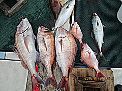 遊漁船 未紗奈 釣果