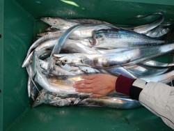 sea boss　シーボス 釣果