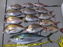 Hit Rush(ヒット ラッシュ） 釣果