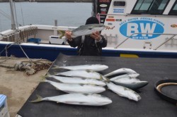 ジギング船 BLUEWATER 釣果