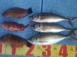 2016初釣りは惨敗…。