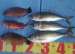 2016初釣りは惨敗…。