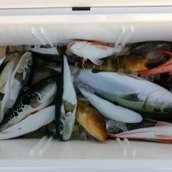 田曽沖釣果報告(マイボート釣行)