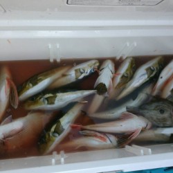 田曽沖釣果報告(マイボート釣行)