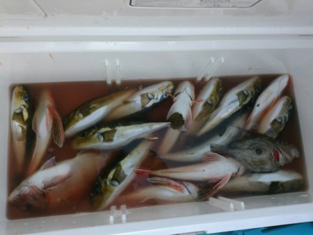 田曽沖釣果報告(マイボート釣行)