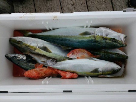 麦崎沖釣果報告