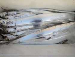 アジアマリンサービス 釣果