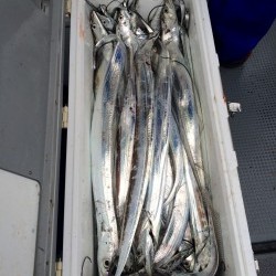 さんさん丸 釣果