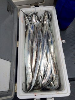 さんさん丸 釣果