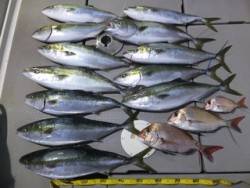 Hit Rush(ヒット ラッシュ） 釣果