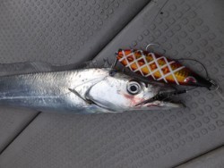 Hit Rush(ヒット ラッシュ） 釣果