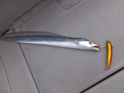 Hit Rush(ヒット ラッシュ） 釣果