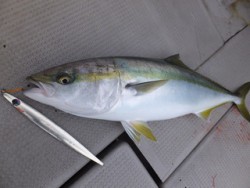 Hit Rush(ヒット ラッシュ） 釣果