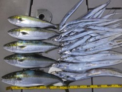 Hit Rush(ヒット ラッシュ） 釣果