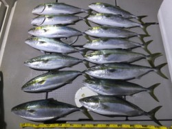 Hit Rush(ヒット ラッシュ） 釣果