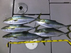 Hit Rush(ヒット ラッシュ） 釣果…