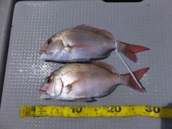 Hit Rush(ヒット ラッシュ） 釣果