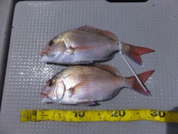 Hit Rush(ヒット ラッシュ） 釣果…